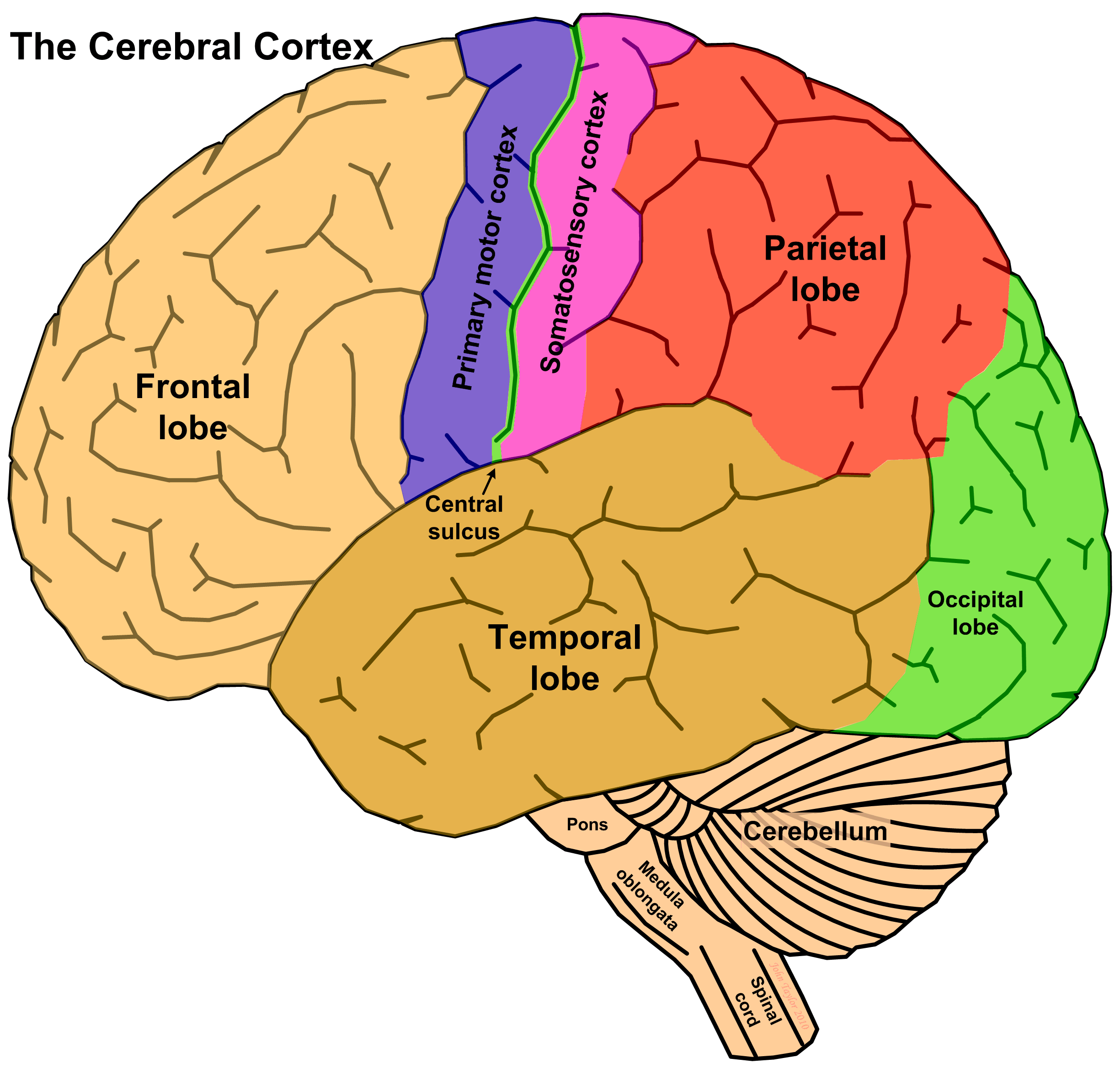 Cortex Cerebral